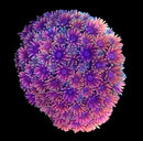 RF Goniopora - WYSIWYG K7