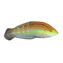 Adorned Wrasse (Halichores cosmetus)