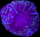 RF Indophyllia