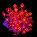 RF Goldenflare - WYSIWYG B3