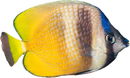 Kleinii Butterflyfish - Chaetodon kleinii