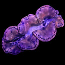 Maxima Giant Clam (Tridacna maxima) - DL XL
