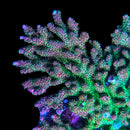 RF Red Planet 3cm Frag