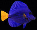 Purple Tang (Zebrasoma xanthurum) - Large