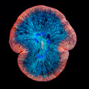 Trachyphyllia geoffroyi (WYSIWYG)