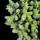 Pink Floyd 3cm Frag