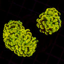 Gold Branching Hammer (Euphyllia paraancora) - WYSIWYG