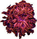 RF Fire Dancer Goniopora