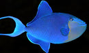 Redtooth Triggerfish (Odonus niger)