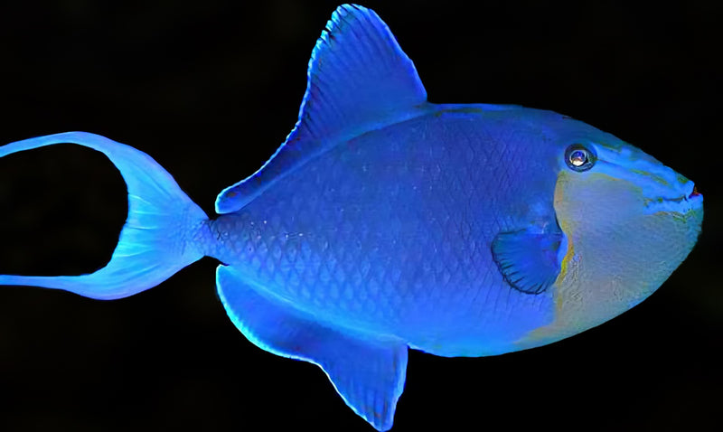 Redtooth Triggerfish Odonus niger