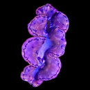 Maxima Giant Clam (Tridacna maxima) - DL Large