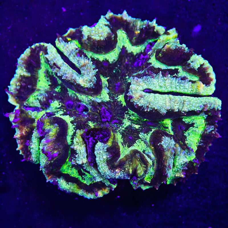 Lobophyllia