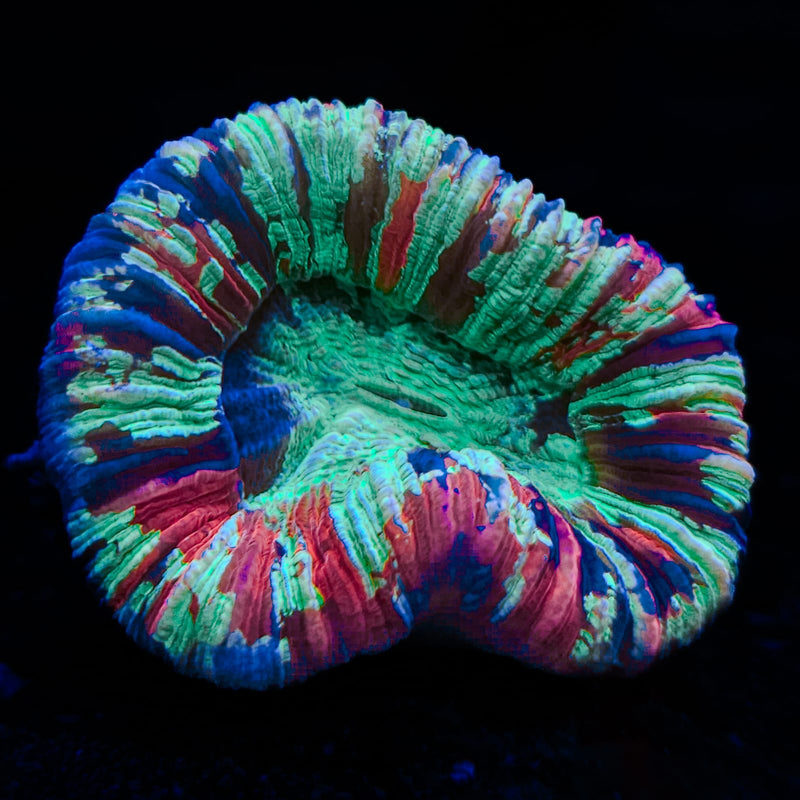 Wellsophyllia