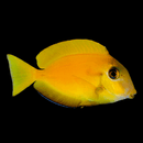 Orange Shoulder Tang (Acanthurus olivaceus) - Juvenile