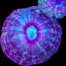 RF Indophyllia