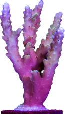 WWC Inner Planet Acropora