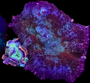 RF Supernova Rhodactis  - WYSIWYG A9