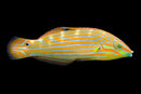 Melanurus Wrasse (Halichoeres melanurus)
