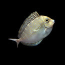 Vlamingii Tang (Naso vlamingii) - Juvenile