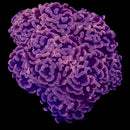 RF Rose Bud Hammer (Euphyllia paraancora) - WYSIWYG