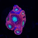 WWC Scarlet Ninja Chalice