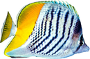 Mertens’ Butterflyfish - Chaetodon mertensii