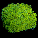 Gold Branching Hammer (Euphyllia paraancora) - WYSIWYG