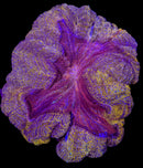 RF Citrus Burst Acanthophyllia