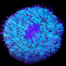 RF Electric Atlantis Fungia - (WYSIWYG)