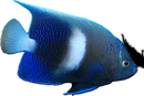 White Bar Maculosus Angelfish - Pomacanthus maculosus