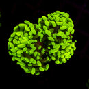 Gold Branching Hammer (Euphyllia paraancora) - WYSIWYG