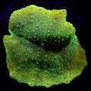 RF Spotted Discosoma