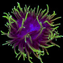 RF Gold Tip Green Ritteri LTA (Long Tentacle Anemone)
