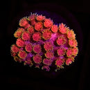 RF Goniopora - WYSIWYG W3