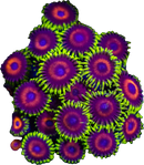 RF Watermelon - 3 Polyps