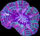 RF Indophyllia