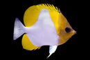 Pyramid Butterflyfish (Hemitaurichthys polylepis)