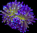 RF Golden Galaxy Torch - WYSIWYG