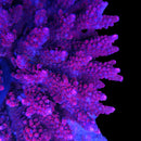 TSA Dante's Inferno 3cm Frag