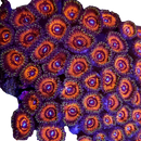 WWC Balrog - 3 Polyps