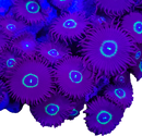 RF Nuclear Hornet - 3 Polyps