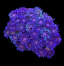 RF Goniopora - WYSIWYG O7