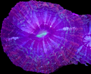 RF Indophyllia