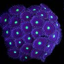 RF Black Nebula - 3 Polyps