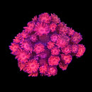 ORA Cherry Red - WYSIWYG B2