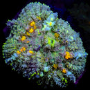 RF Orange Speckled Mashroom