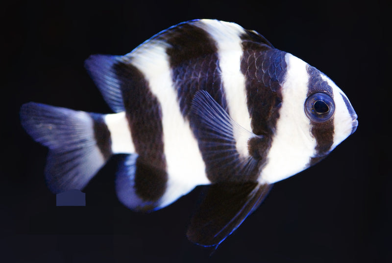 Football Damsel Chrysiptrea annulata