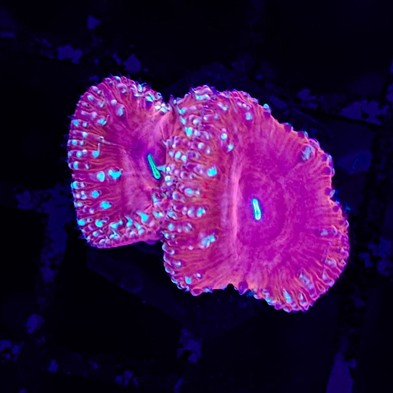 Ultra Blastomussa