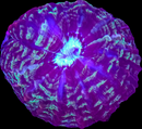 RF Indophyllia