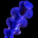 Tridacna Crocea (WYSIWYG)
